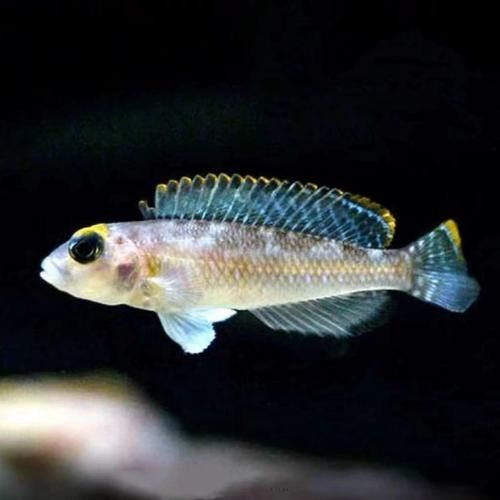 藍(lán)鉆金龍魚的價(jià)格是多少（藍(lán)鉆金龍魚價(jià)格表） 藍(lán)鉆金龍魚的價(jià)格是多少（藍(lán)鉆金龍魚價(jià)格表） 龍魚百科 第2張
