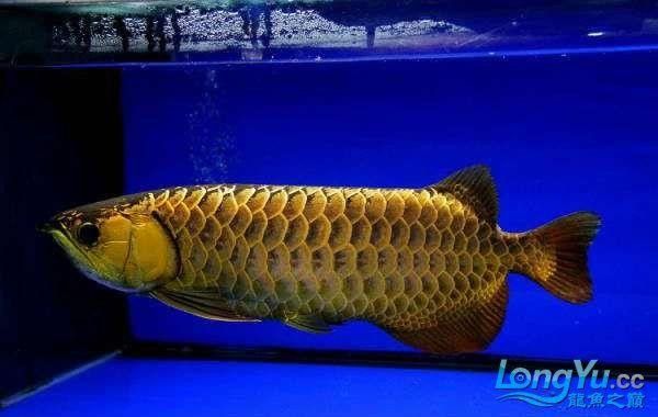 藍(lán)鉆金龍魚的價(jià)格是多少(藍(lán)鉆金龍魚價(jià)格表) 龍魚百科 第10張 藍(lán)鉆金龍魚的價(jià)格是多少(藍(lán)鉆金龍魚價(jià)格表) 藍(lán)鉆金龍魚的價(jià)格是多少(藍(lán)鉆金龍魚價(jià)格表) 龍魚百科 第10張