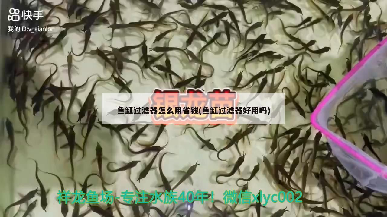 豬鼻龜吃龍魚視頻（ 豬鼻龜咬金龍魚怎么辦）（豬鼻龜吃什么好）