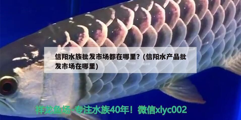 我的虎魚真菌感染了要怎么處理 信陽水族批發(fā)市場都在哪里?(信陽水產品批發(fā)市場在哪里)(信陽水產品批發(fā)市場在哪里?) 觀賞魚百科 信陽水族批發(fā)市場都在哪里?(信陽水產品批發(fā)市場在哪里)(信陽水產品批發(fā)市場在哪里?) 信陽水族批發(fā)市場都在哪里?(信陽水產品批發(fā)市場在哪里)(信陽水產品批發(fā)市場在哪里?) 觀賞魚百科