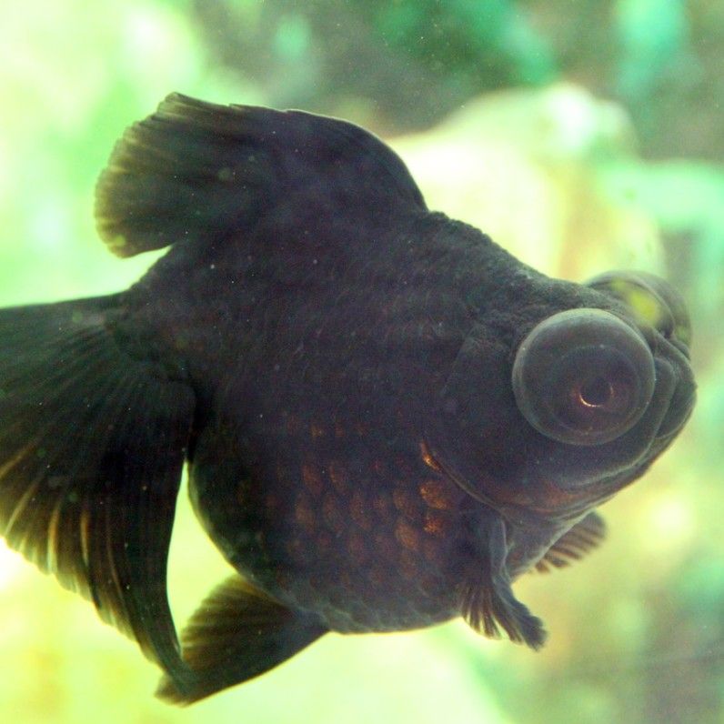 金龍魚黑化品種有哪些特點？（墨龍睛金龍魚身上和尾稍發黑是怎么了）