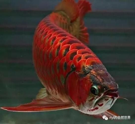 金龍魚黑化品種有哪些特點？（墨龍睛金龍魚身上和尾稍發(fā)黑是怎么了）