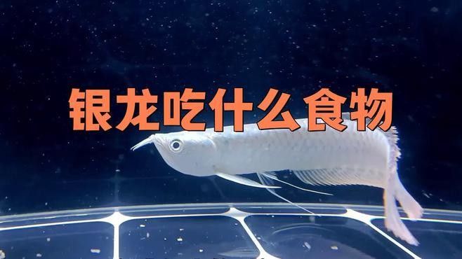 混養(yǎng)銀龍和紅龍需要多大的過濾系統(tǒng)（養(yǎng)銀龍和紅龍的過濾系統(tǒng)需求）