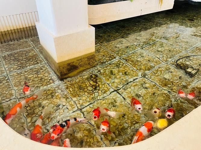 崗巴哪個水族館龍魚好？祥龍魚場龍魚（天津龍魚祥龍魚場聊城分店|聊城龍魚繁殖漁場） 崗巴哪個水族館龍魚好？祥龍魚場龍魚（天津龍魚祥龍魚場聊城分店|聊城龍魚繁殖漁場） 龍魚百科 第6張