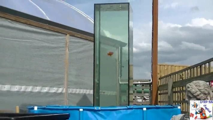 龍魚和七彩神仙魚可以混養(yǎng)嗎（龍魚和七彩神仙魚可以混養(yǎng)嗎視頻）（龍魚和七彩神仙魚可以混養(yǎng)嗎）