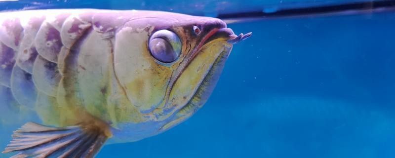 龍魚眼睛白膜感染會傳染嗎？（龍魚眼睛出現白膜會傳染給其他龍魚嗎） 龍魚眼睛白膜感染會傳染嗎？（龍魚眼睛出現白膜會傳染給其他龍魚嗎） 龍魚百科 第10張