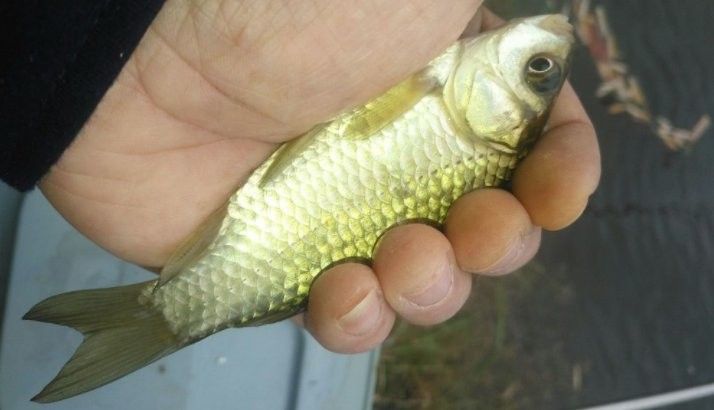 如何正確使用金龍餌料？（悠漁樂好，揭秘餌料使用中的5大致命失誤）