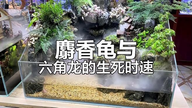 有哪些生物會攻擊六角龍魚？（六角龍魚可能會攻擊六角龍魚的生物及實驗結果與討論） 有哪些生物會攻擊六角龍魚？（六角龍魚可能會攻擊六角龍魚的生物及實驗結果與討論） 龍魚百科 第3張