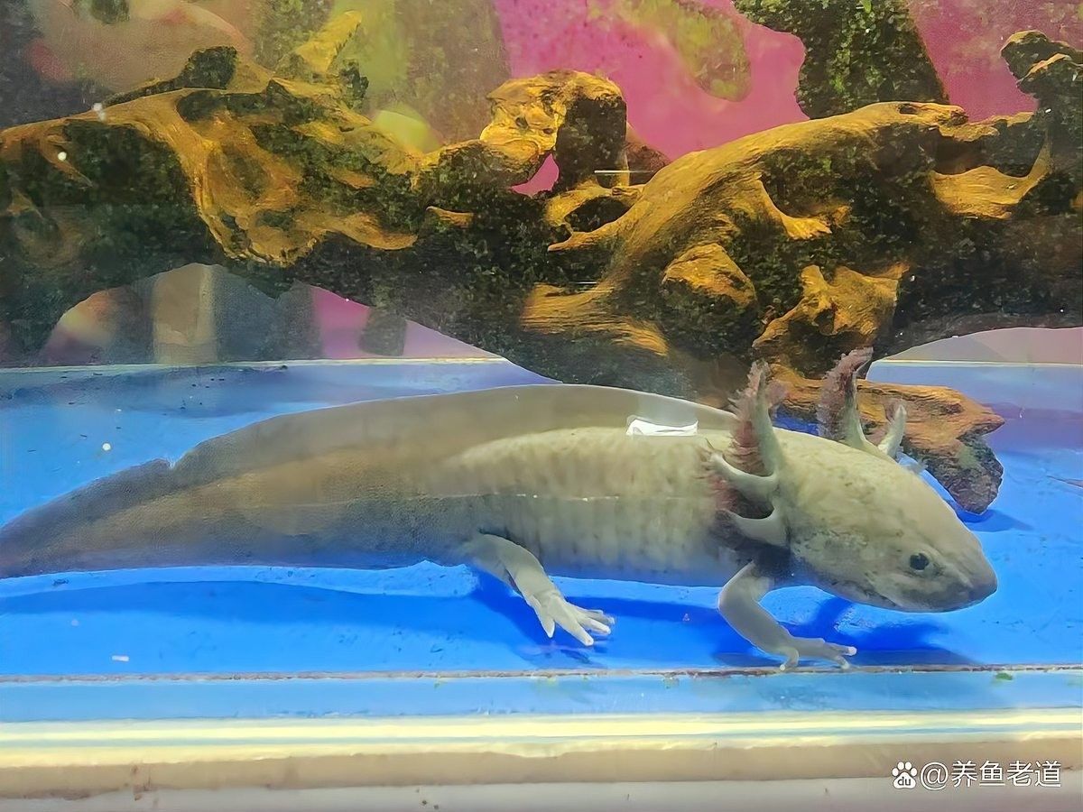 有哪些生物會攻擊六角龍魚？（六角龍魚可能會攻擊六角龍魚的生物及實驗結果與討論） 有哪些生物會攻擊六角龍魚？（六角龍魚可能會攻擊六角龍魚的生物及實驗結果與討論） 龍魚百科 第4張