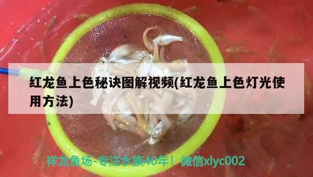 出極品湯丸皇冠母（出極品湯丸皇冠母湯丸，純血大點湯丸母魚，）