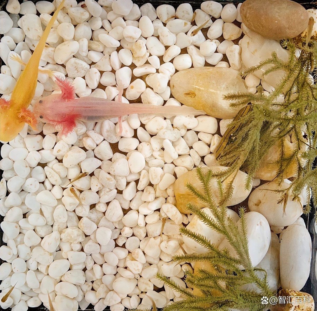 如何為恐龍魚提供穩(wěn)定的水質(zhì)（為恐龍魚提供穩(wěn)定水質(zhì)的關(guān)鍵步驟）