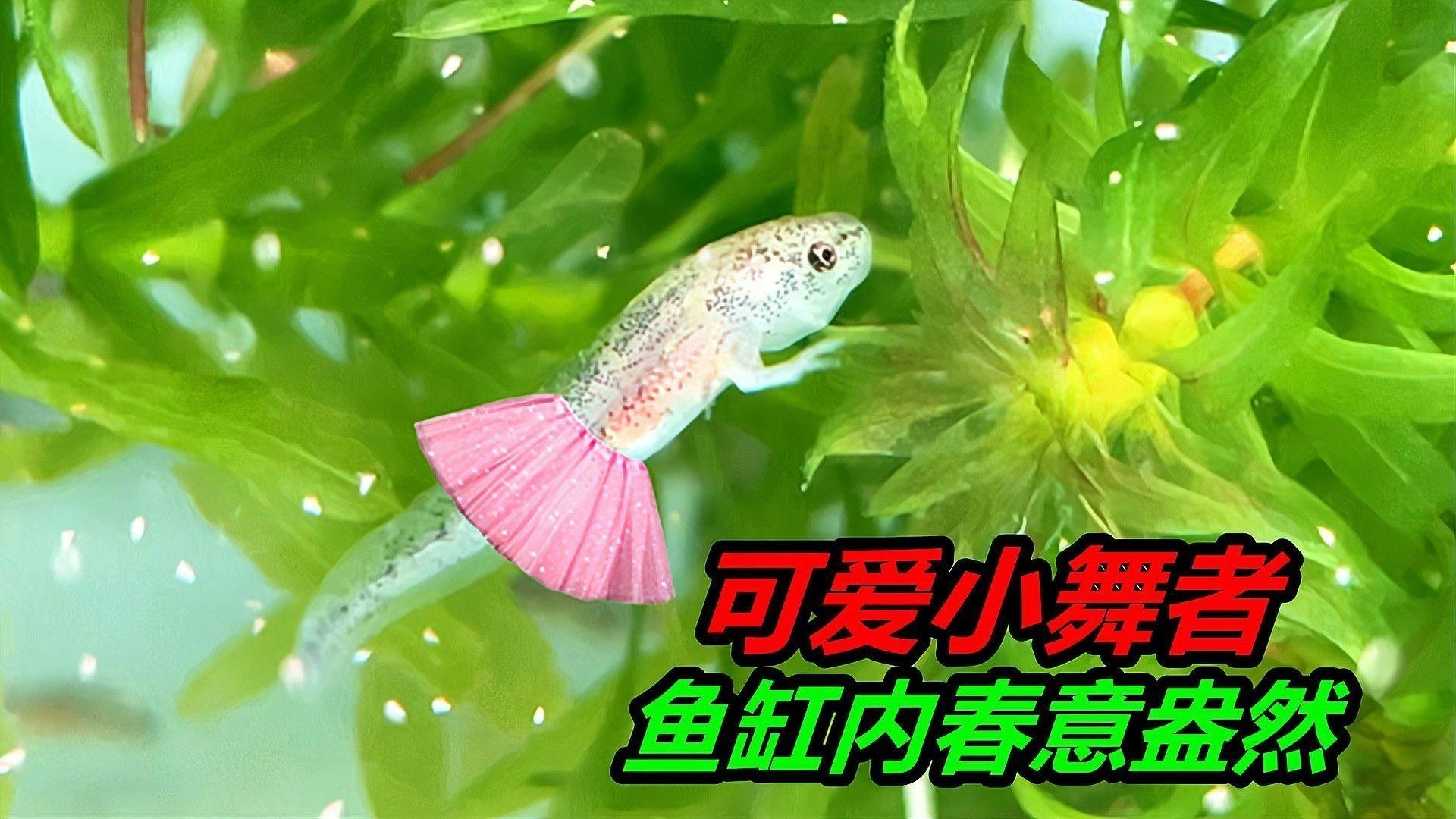 如何為恐龍魚提供穩(wěn)定的水質(zhì)（為恐龍魚提供穩(wěn)定水質(zhì)的關(guān)鍵步驟）