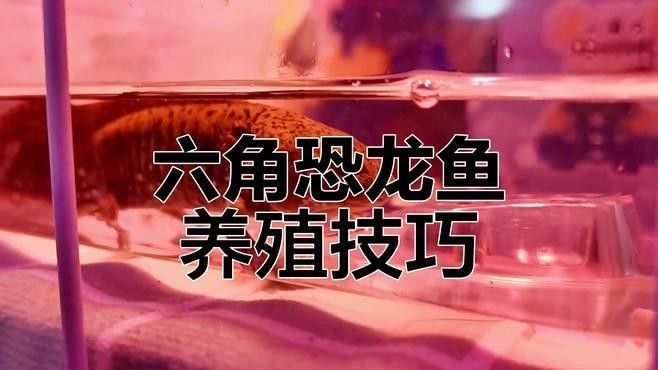 如何為恐龍魚提供穩(wěn)定的水質(zhì)（為恐龍魚提供穩(wěn)定水質(zhì)的關(guān)鍵步驟）