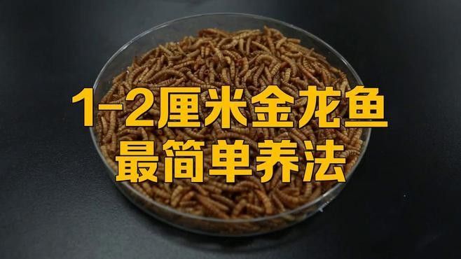 當陽金龍魚最簡單三個步驟（養好當陽金龍魚的三個步驟）
