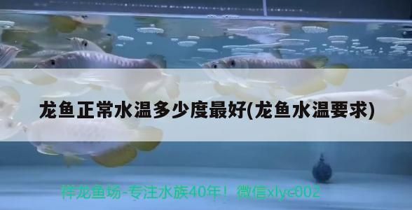 龍魚正常水溫多少度最好(龍魚水溫要求)（百度百科-龍魚正常水溫多少度最好） 龍魚正常水溫多少度最好(龍魚水溫要求)（百度百科-龍魚正常水溫多少度最好） 觀賞魚百科