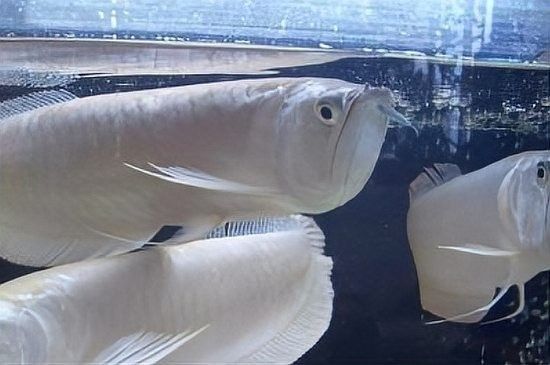 大冶哪個水族館龍魚好？祥龍魚場龍魚（大冶市祥龍魚場水族館龍魚推薦）