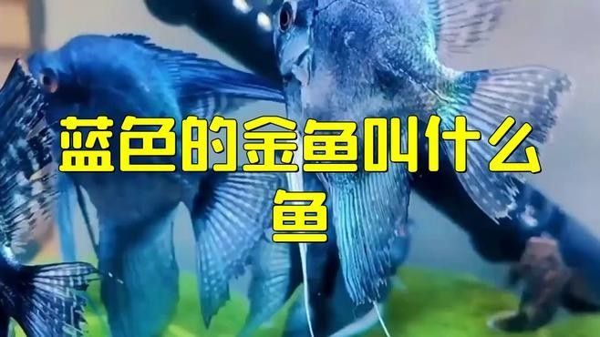 藍(lán)色金龍魚有哪些稀有品種（如何區(qū)分藍(lán)色金龍魚的稀有品種） 藍(lán)色金龍魚有哪些稀有品種（如何區(qū)分藍(lán)色金龍魚的稀有品種） 龍魚百科 第7張