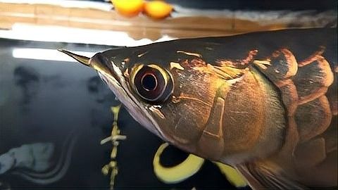 藍(lán)色金龍魚有哪些稀有品種（如何區(qū)分藍(lán)色金龍魚的稀有品種） 藍(lán)色金龍魚有哪些稀有品種（如何區(qū)分藍(lán)色金龍魚的稀有品種） 龍魚百科 第9張