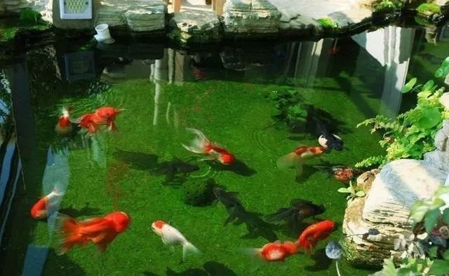 藍(lán)色金龍魚有哪些稀有品種（如何區(qū)分藍(lán)色金龍魚的稀有品種） 藍(lán)色金龍魚有哪些稀有品種（如何區(qū)分藍(lán)色金龍魚的稀有品種） 龍魚百科 第11張