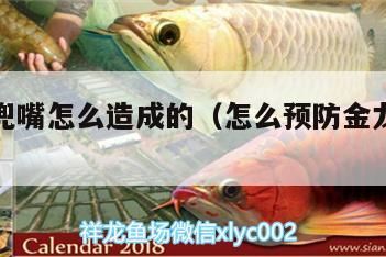 金龍魚兜嘴怎么造成的（怎么預防金龍魚兜嘴）（金龍魚兜嘴怎么造成） 金龍魚兜嘴怎么造成的（怎么預防金龍魚兜嘴）（金龍魚兜嘴怎么造成） 觀賞魚百科