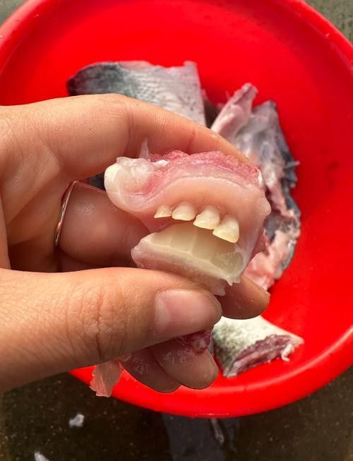 金龍魚牙齒會磨損嗎？（金龍魚牙齒磨損會自愈嗎金龍魚牙齒磨損會自愈嗎）