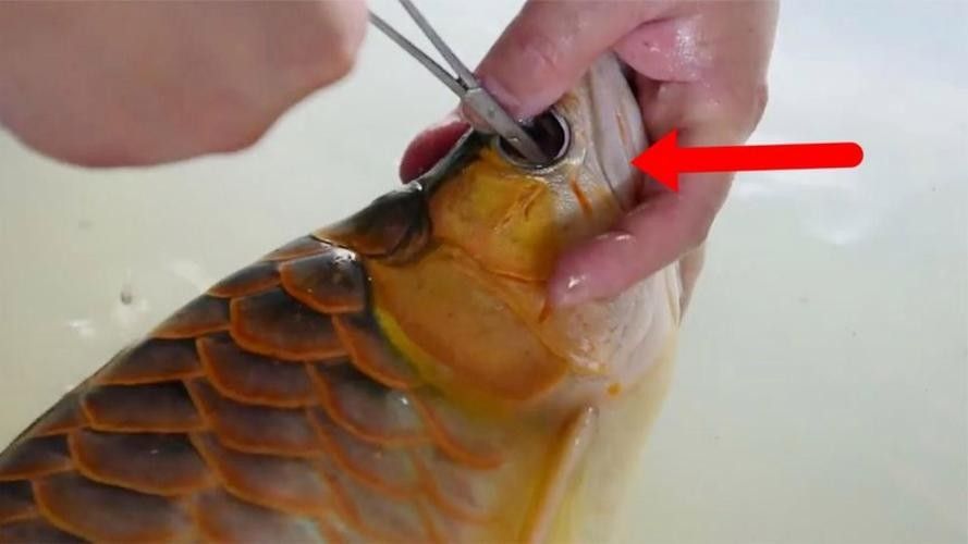 金龍魚牙齒會磨損嗎？（金龍魚牙齒磨損會自愈嗎金龍魚牙齒磨損會自愈嗎）