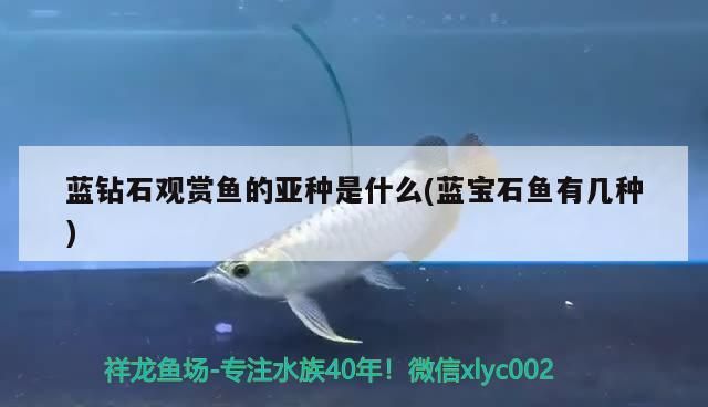 藍鉆石觀賞魚的亞種是什么(藍寶石魚有幾種) 藍鉆石觀賞魚的亞種是什么(藍寶石魚有幾種) 觀賞魚百科