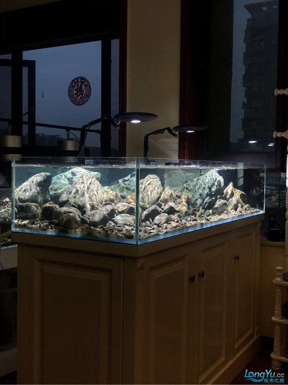 湖北加油中國加油世界加油 湖北加油中國加油世界加油 觀賞魚百科