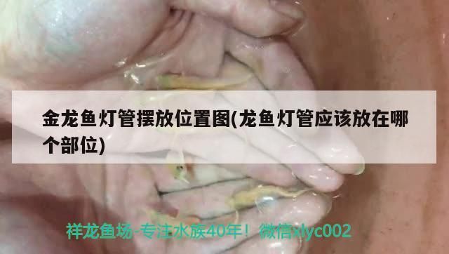 金龍魚燈管擺放位置圖(龍魚燈管應該放在哪個部位)（金龍魚、紅龍魚燈管擺放位置圖） 金龍魚燈管擺放位置圖(龍魚燈管應該放在哪個部位)（金龍魚、紅龍魚燈管擺放位置圖） 觀賞魚百科