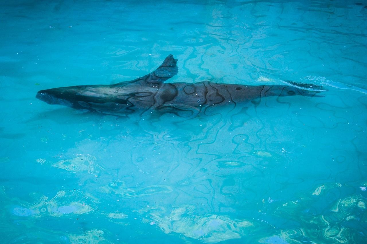 36厘米魚缸造景圖片大全：36厘米高的魚缸水位多高合適（36厘米高的魚缸造景圖片大全：36厘米高的魚缸水位） 36厘米魚缸造景圖片大全：36厘米高的魚缸水位多高合適（36厘米高的魚缸造景圖片大全：36厘米高的魚缸水位） 觀賞魚百科 第2張
