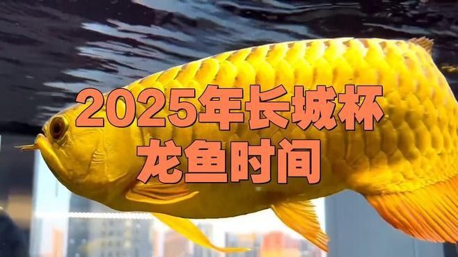 長城杯龍魚大賽的最新消息（“長城杯”世界龍魚錦標賽決賽在哪里舉行？）