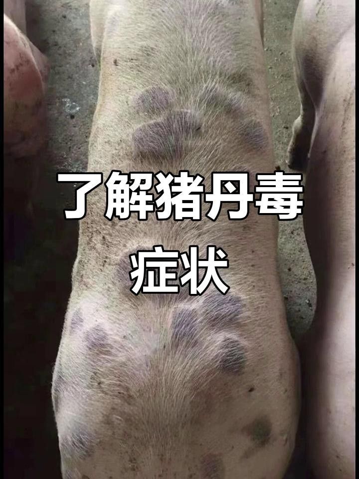 以豬為傳染源的傳染病（豬瘟、非洲豬瘟、豬丹毒、豬丹毒的分類）