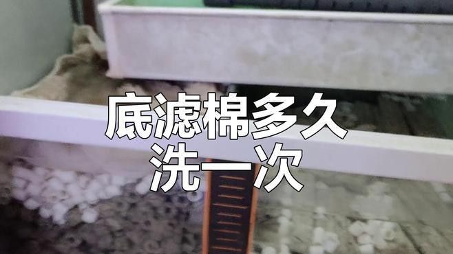底濾魚缸多久清洗一次？（底濾魚缸多久換一次水，底濾魚缸清洗頻率揭秘，養魚老道）