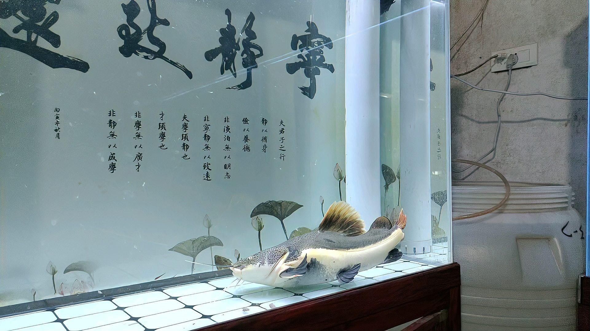 底濾魚缸多久清洗一次？（底濾魚缸多久換一次水，底濾魚缸清洗頻率揭秘，養魚老道）