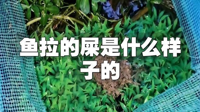 如何判斷飼料魚是否處理干凈（如何判斷飼料魚的清潔程度）