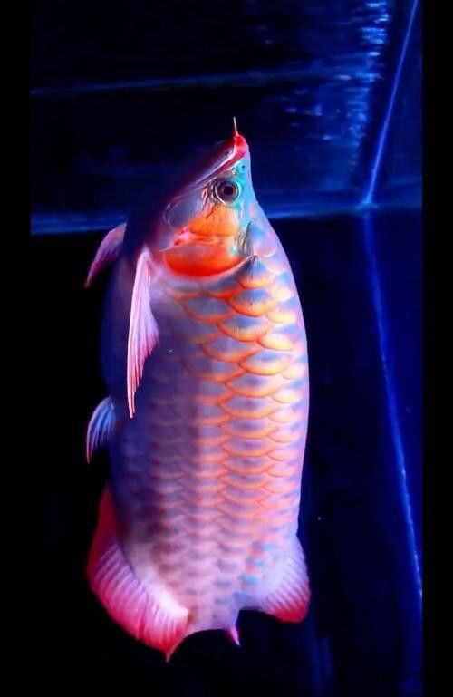 推薦一些高清龍魚壁紙（高清龍魚壁紙推薦） 推薦一些高清龍魚壁紙（高清龍魚壁紙推薦） 龍魚百科 第39張