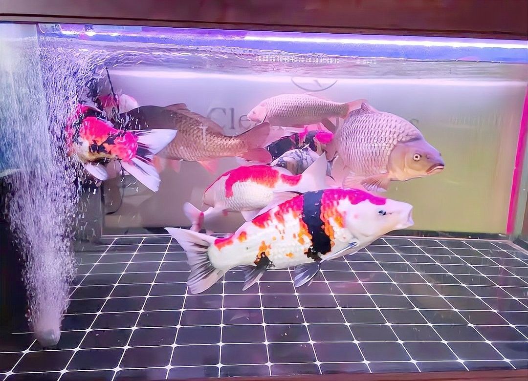 蝴蝶鯉和錦鯉可以混養嗎（蝴蝶鯉和錦鯉的混養可行性需根據具體飼養條件綜合判斷）