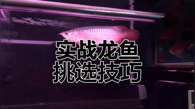 如何判斷高鰭龍魚的品相（怎么判斷高鰭龍魚的品相） 如何判斷高鰭龍魚的品相（怎么判斷高鰭龍魚的品相） 龍魚百科 第6張