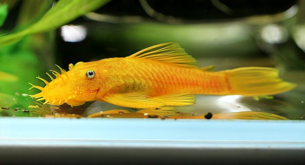 飛鳳魚(yú)和黃金大帆魚(yú)能混養(yǎng)嗎？（飛鳳魚(yú)和黃金大帆魚(yú)可以混養(yǎng)嗎） 飛鳳魚(yú)和黃金大帆魚(yú)能混養(yǎng)嗎？（飛鳳魚(yú)和黃金大帆魚(yú)可以混養(yǎng)嗎） 龍魚(yú)百科 第4張