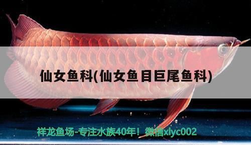 仙女魚科(仙女魚目巨尾魚科)（仙女魚目巨尾魚科成員的繁殖習(xí)性相當(dāng)獨特） 仙女魚科(仙女魚目巨尾魚科)（仙女魚目巨尾魚科成員的繁殖習(xí)性相當(dāng)獨特） 觀賞魚百科