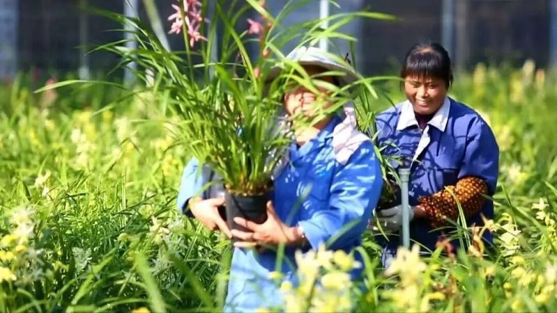 四會市農業農村局電話是多少（四會市農業農村局的聯系方式）