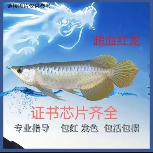 給我一些印尼紅龍魚發色的對比圖(印尼紅龍魚發色對比圖) 龍魚百科 第15張 給我一些印尼紅龍魚發色的對比圖(印尼紅龍魚發色對比圖) 給我一些印尼紅龍魚發色的對比圖(印尼紅龍魚發色對比圖) 龍魚百科 第15張