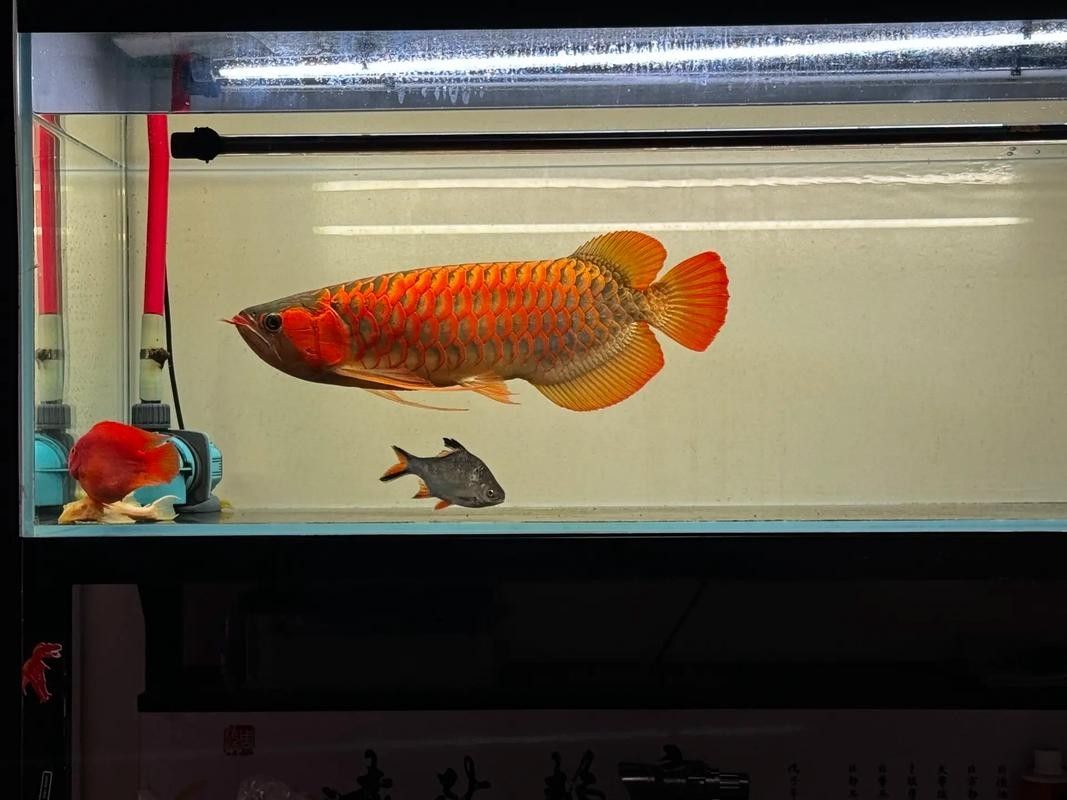 給我一些印尼紅龍魚發色的對比圖(印尼紅龍魚發色對比圖) 龍魚百科 第20張 給我一些印尼紅龍魚發色的對比圖(印尼紅龍魚發色對比圖) 給我一些印尼紅龍魚發色的對比圖(印尼紅龍魚發色對比圖) 龍魚百科 第20張