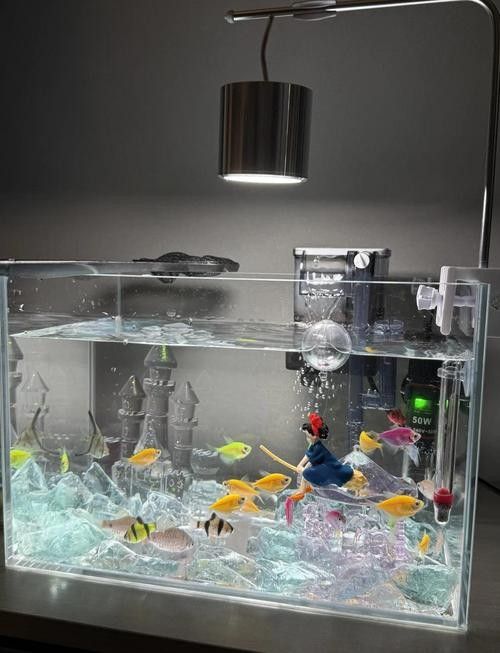 如何控制六角龍魚缸的水溫（六角恐龍魚適合什么溫度） 如何控制六角龍魚缸的水溫（六角恐龍魚適合什么溫度） 龍魚百科 第5張