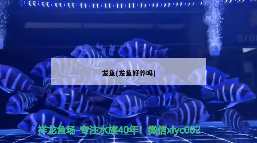 龍魚(龍魚好養嗎)（龍魚和龍魚好養嗎，龍魚好養嗎，）