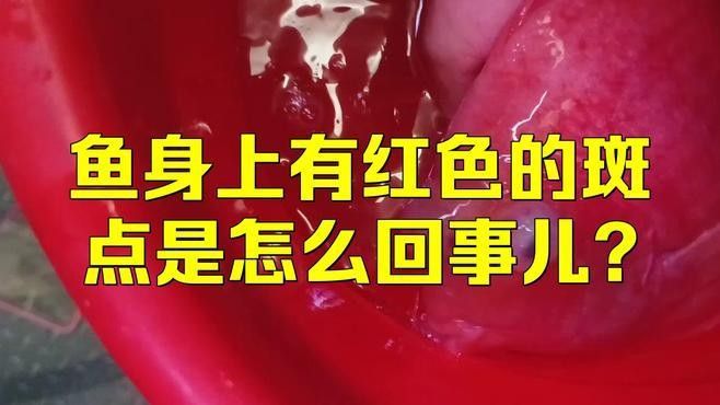 如何預防金龍魚的紅點病（金龍魚的紅點病需要從以下幾個方面入手）