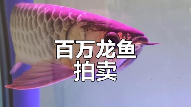 如何參與龍魚之巔的拍賣？（龍魚之巔拍賣如何出價？）