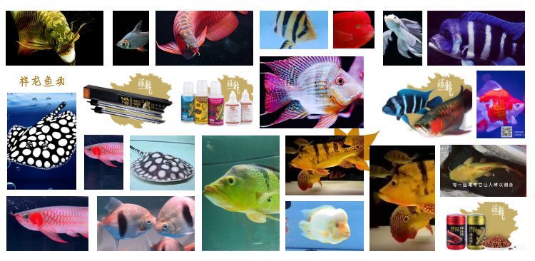 圖怪獸_4fa8991fda842aae4be4120bd0562b21_37843.jpg 2022長城杯龍魚大賽皇冠組冠軍:歷屆中國長城杯國際錦標(biāo)賽冠軍是誰(歷屆長城杯國際錦標(biāo)賽冠軍是誰?) 觀賞魚百科 圖怪獸_4fa8991fda842aae4be4120bd0562b21_37843.jpg 2022長城杯龍魚大賽皇冠組冠軍:歷屆中國長城杯國際錦標(biāo)賽冠軍是誰(歷屆長城杯國際錦標(biāo)賽冠軍是誰?) 觀賞魚百科