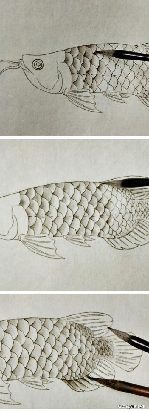 有沒(méi)有金龍魚(yú)結(jié)構(gòu)圖的模板？（一份詳細(xì)的金龍魚(yú)結(jié)構(gòu)圖模板）