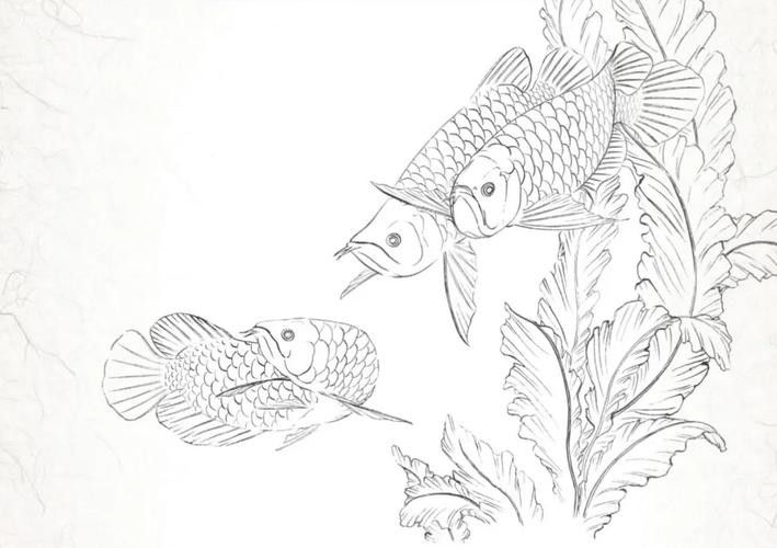 有沒(méi)有金龍魚(yú)結(jié)構(gòu)圖的模板？（一份詳細(xì)的金龍魚(yú)結(jié)構(gòu)圖模板）